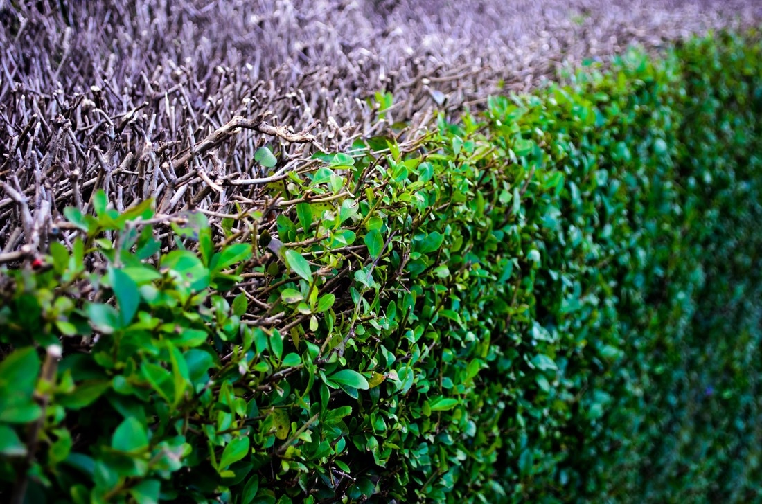 hedge trimming nanaimo bc