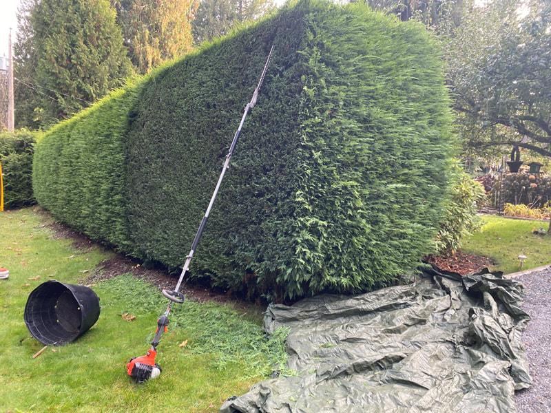 Professional hedge trimmers using tool to trim leaves and shape bush on residential yard in Nanaimo BC