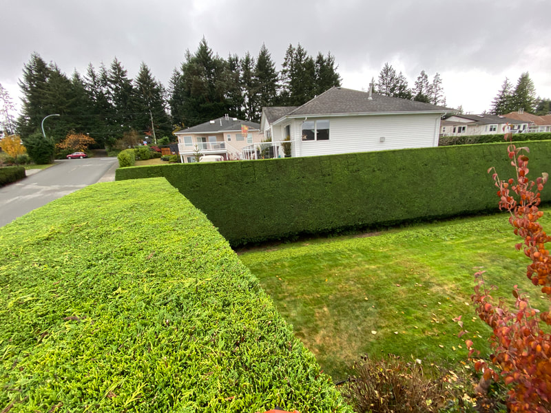 Trimmed hedges looking neat and tidy in Nanaimo BC