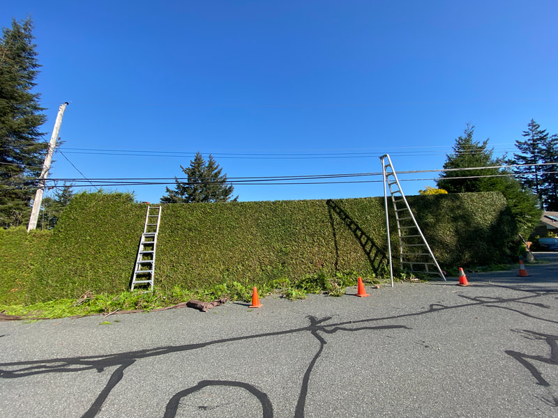 Trimming a hedge in Nanaimo BC