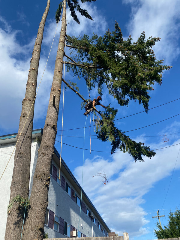 Trimming off dangerous and unwanted branches from a tree