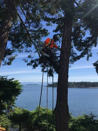 Best Tree Trimming Service Nanaimo BC