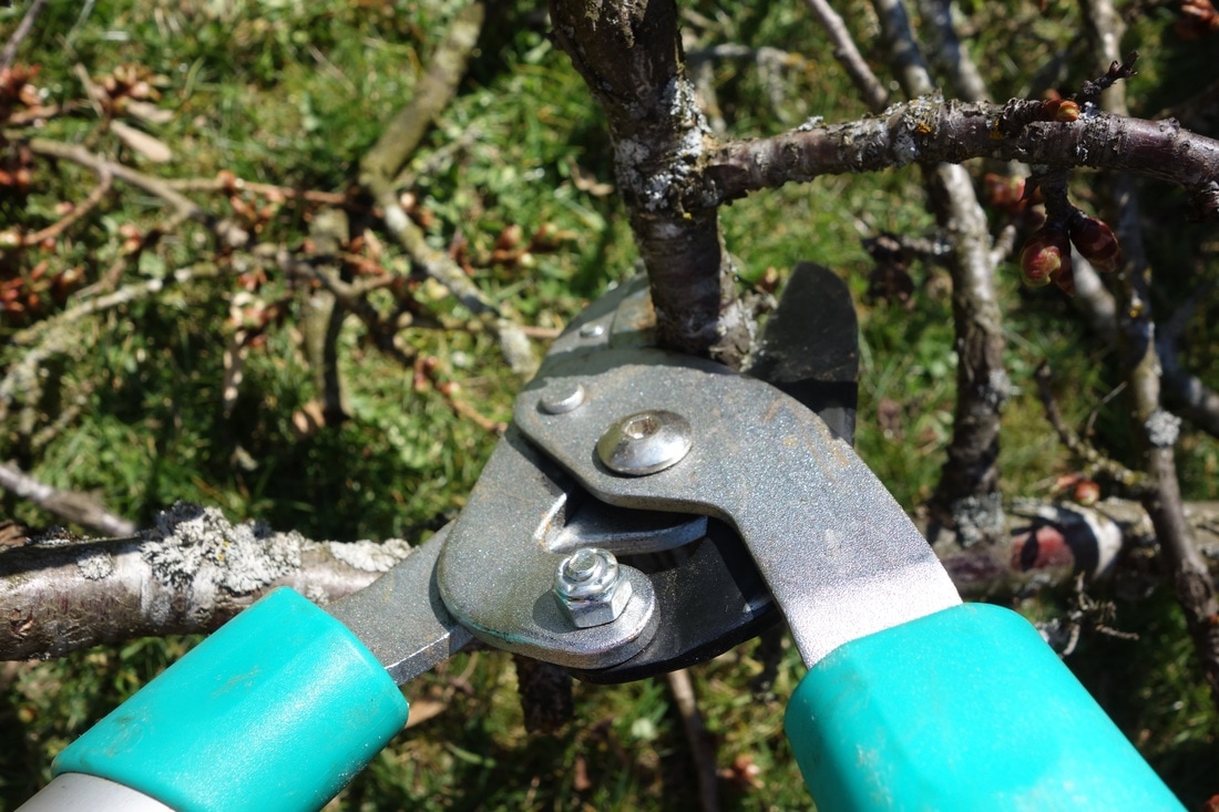 the most affordable tree services in nanaimo bc
